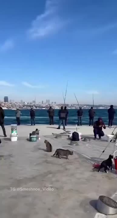 ����� �������. �������������� ��