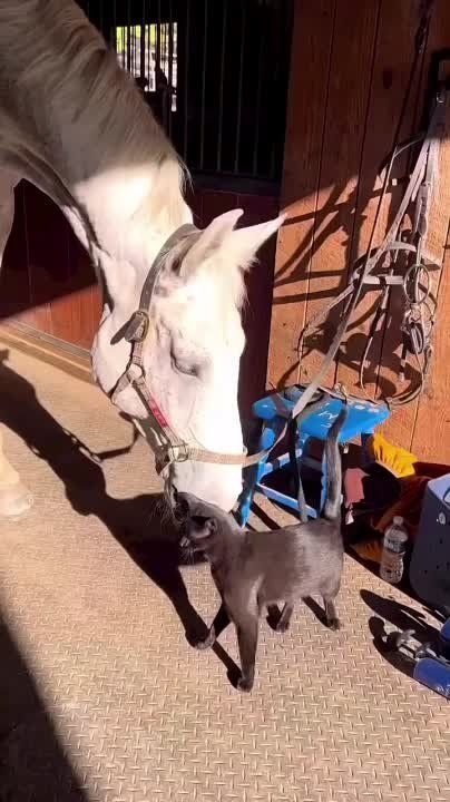 ������ ����, ����������� �������!