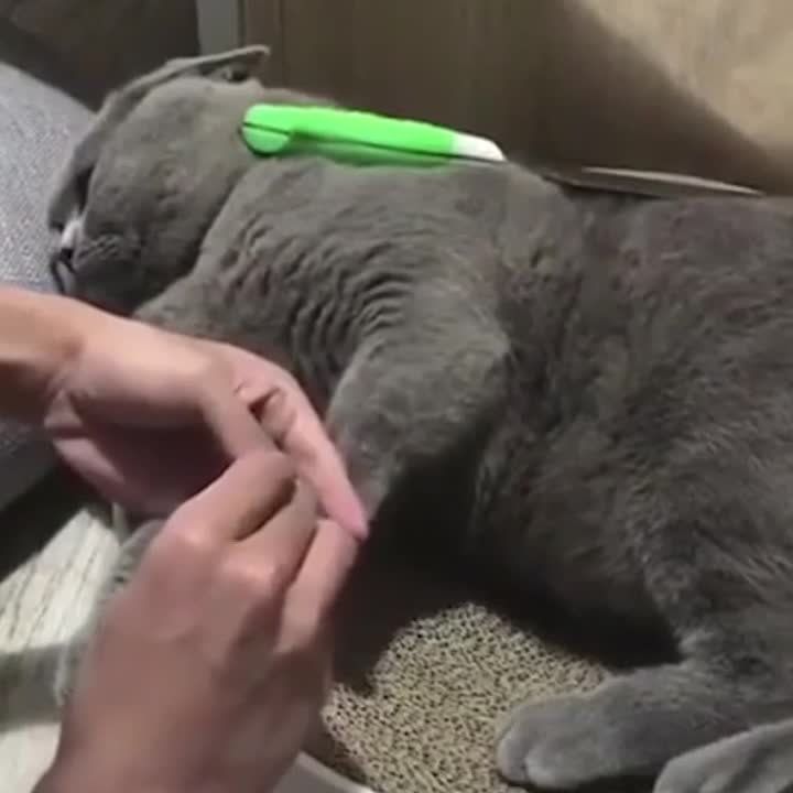 ��� ��������� ���� ��������� �����