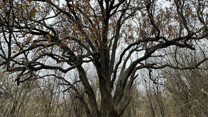 � ��������� ����� ������ �������� ������� 150-������ ����������� ���