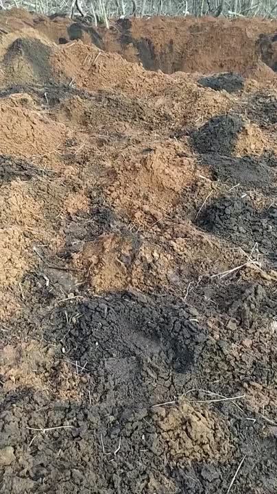 ����������� ������ ���� �� ������� ���