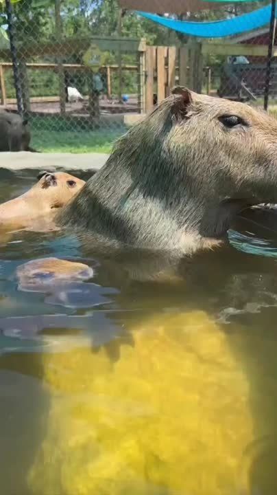 ������ ����, ������� ������!