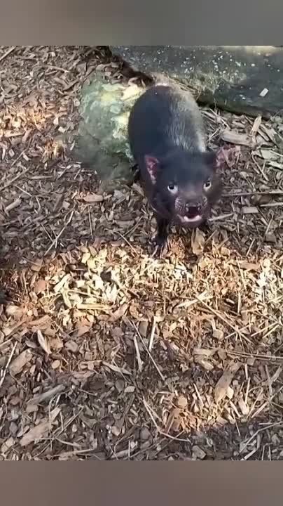 ������������ ������.. ������ �������������, ������� ������� ������������� �� ������� ��������, � ���������