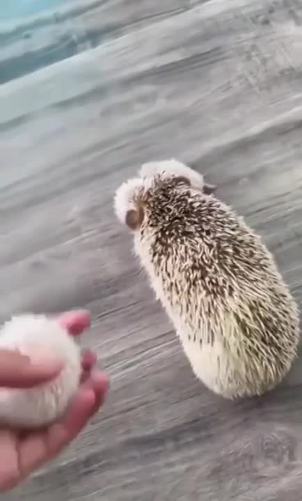 ��� �������� ������� ����