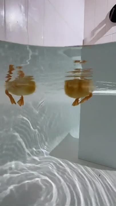 ������ ����, ������� ������!