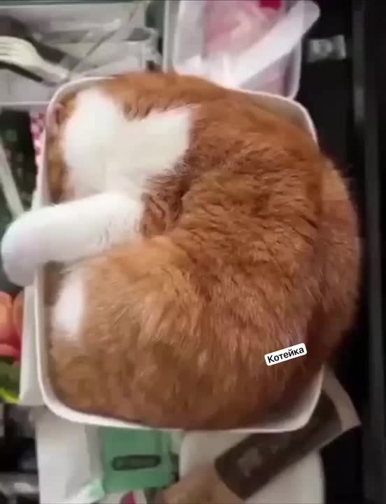 ����������� - ���� ������