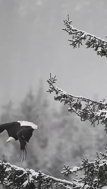����������� ������ �������� �������� ������� � ����� ����� ��������� 109 �����������, ������ ������� � 2,44 �����, � ��� � ����� 6 �����������