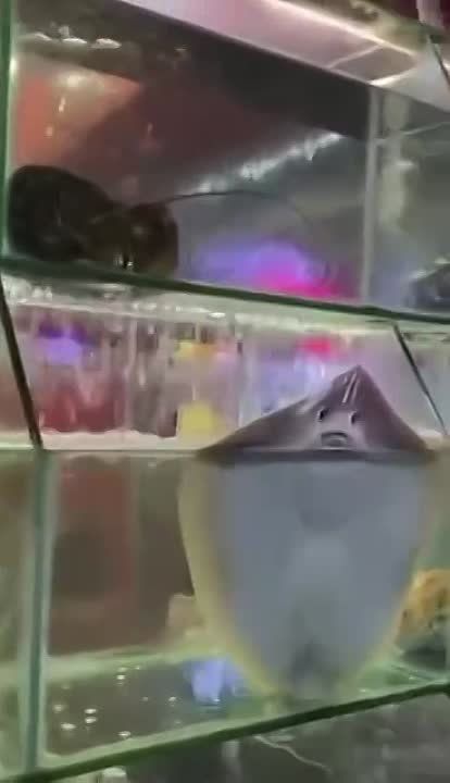 �����. �������������� ��