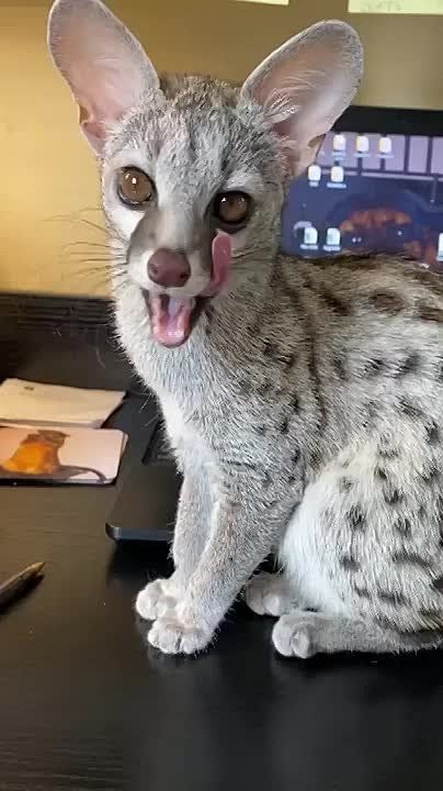 ++������������ ������ ������