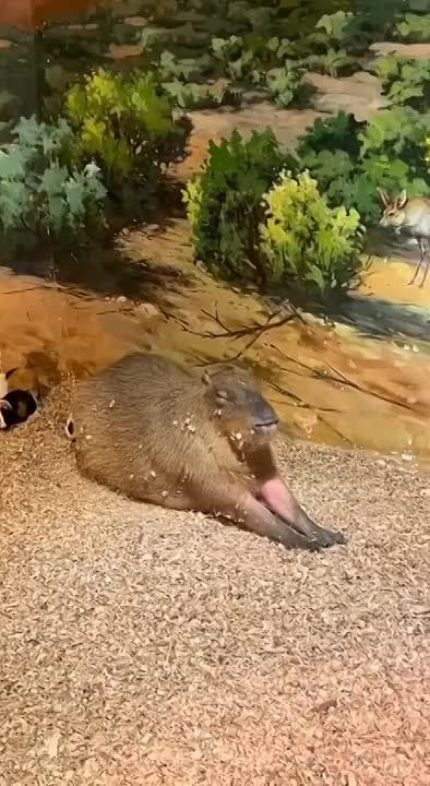 ���������, ����� ��� �����