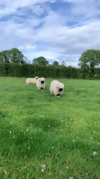 ���������� ���������� ���� ��� ���������� ������ ����, ������������ �� ������� ������ �����-�'����� � ������