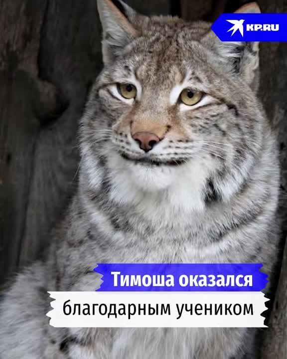 ��� ������ �������� ����� ����