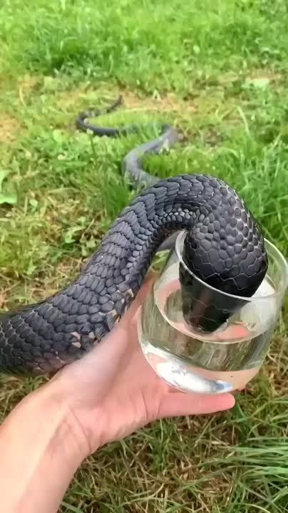 ׸���� ����, ��� ������ ������, ��� ������������ ������ �����