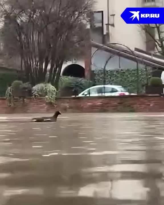 � ����������� ������� �������� ������ �������� ������