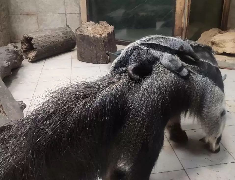 ������� �������������� ����������� ��������� ������� � �������� ������������