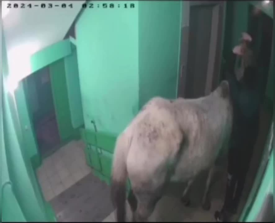 ������ ����������� ������ ��������, ������� ������ � �������� ����, ���������� �� ����� �� ������ �����������