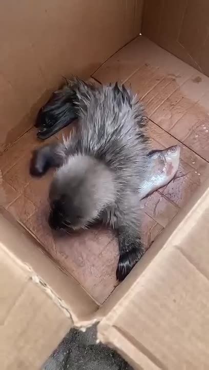 � ������������� ������� � ���� ��������� �������� �����