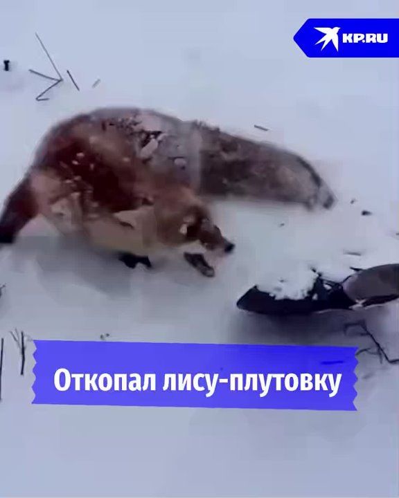 ������� ������� �������� � ���� ����