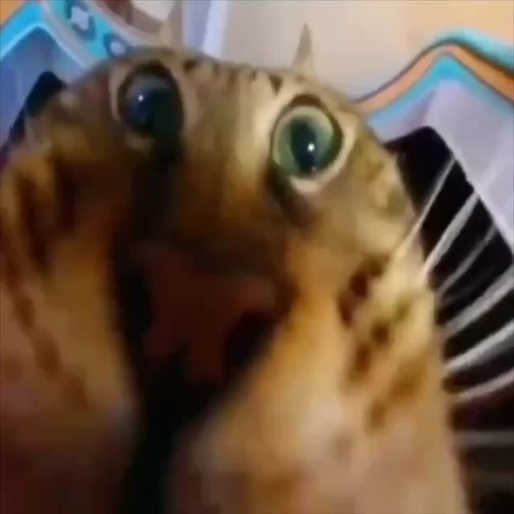 ��� ���������� ���� ���