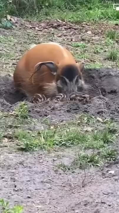 ����������� ��������� ������