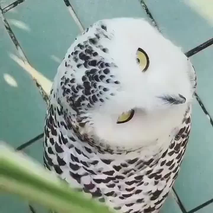 ������ ���� ������������ �����