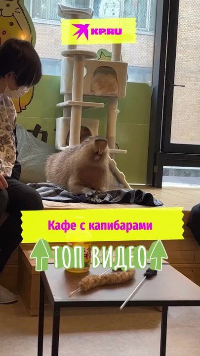 ����� ��������� ������ ����: ������ ���� � ������ ��������