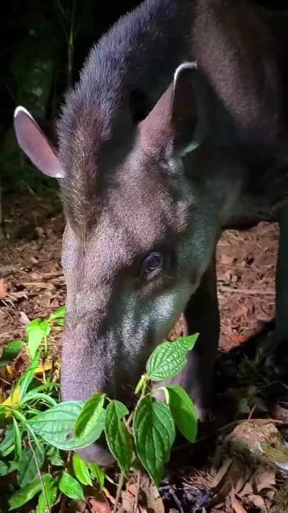 ����� �������� ������������ �������, ������ ��������� � �����, ������� ��� ����� ���������