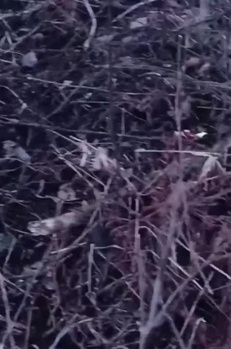 ��������. ���� ������������� ����������� � ���� ���