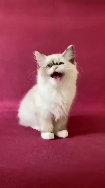 ������ ����!