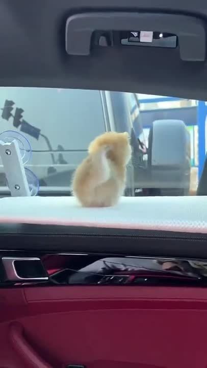����� ���� ������ � ��������