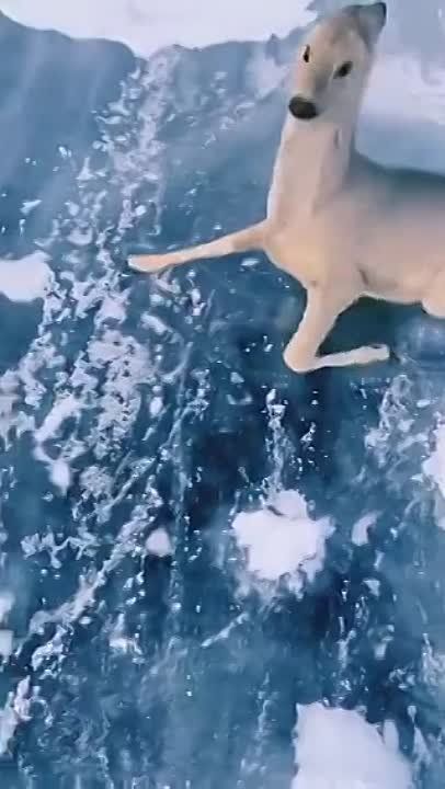 ������� ������ �������. �������������� ��