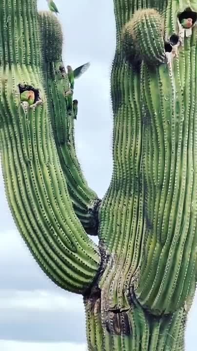 ���������� �������