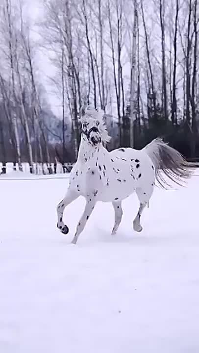 ������ ����, ������!. ����� �����������! �������������� ��