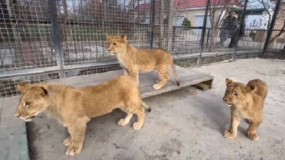 ������� �� ����� ����������: ��������� �����, ������� �������� � ��������, ���������� � ���� �����