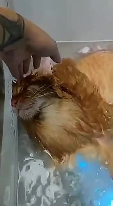 ����� �������� �������� ���