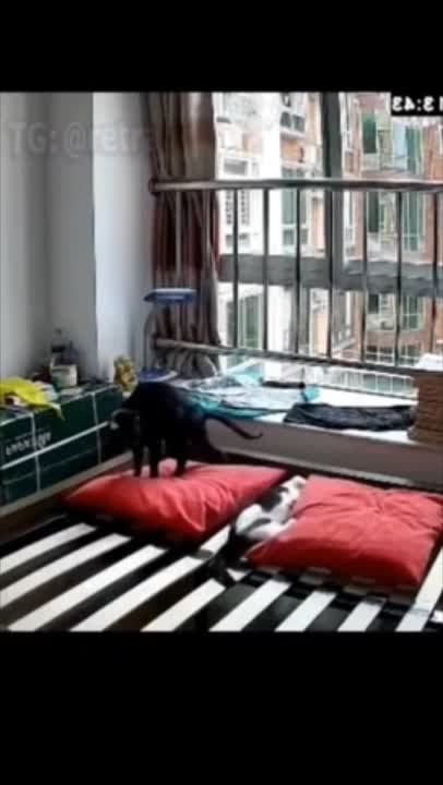 ������ ����, ������!
