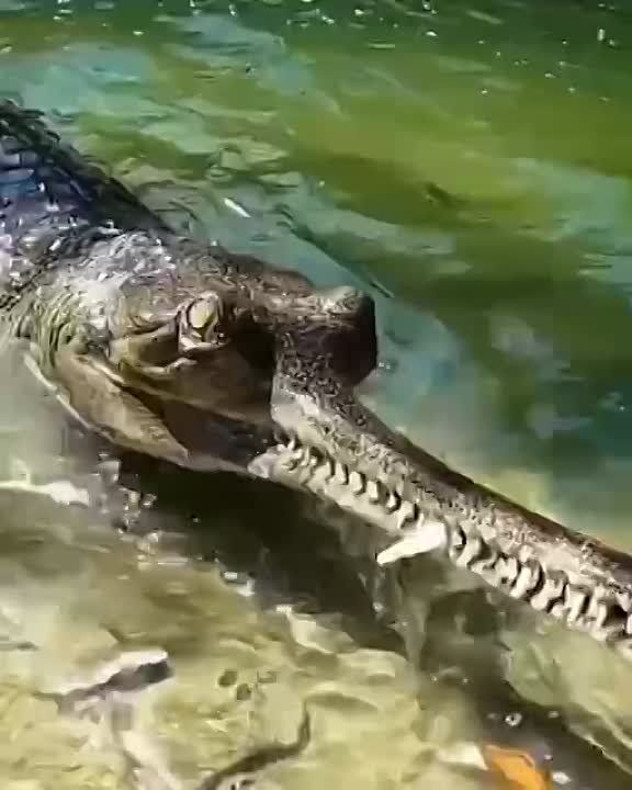 �������. ������� - ��� ������������� ����������, ������� ����� �������� �� �� �������, ������ ������