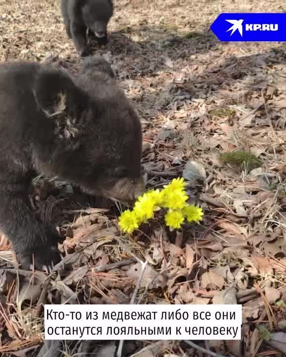 ������� �� �������: ��� � �������� ������� ��������-�����