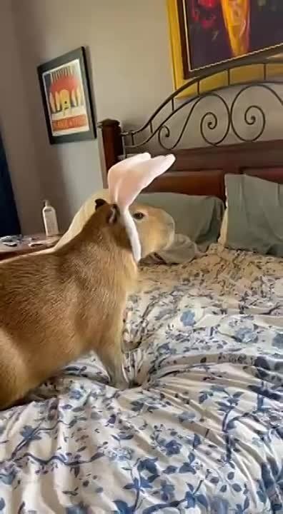 ������ ����, ������!. ����� �����������! �������������� ��