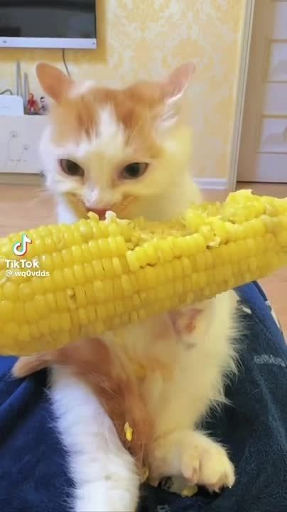 ����!. ��������� ��������!! �������������� ��