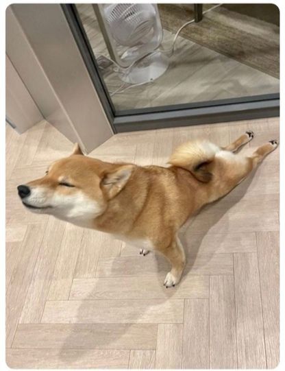 ���������� - ����������