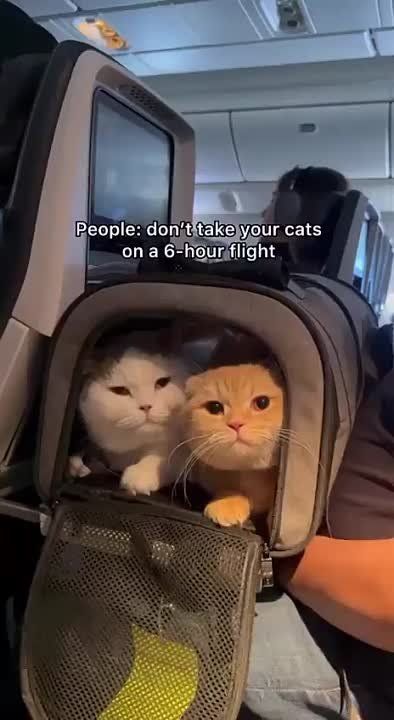 ��� �������� ������������ ������ � ��������