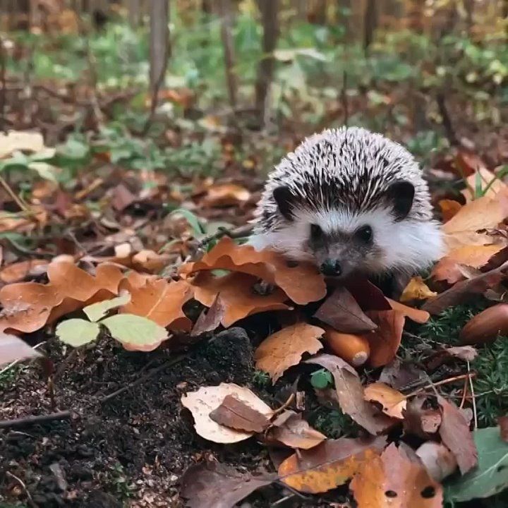 ����� �������, ������ ��� � ��� ������ ���� ����������� ������