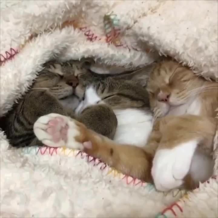 ������� ���������� ������� ������ �����