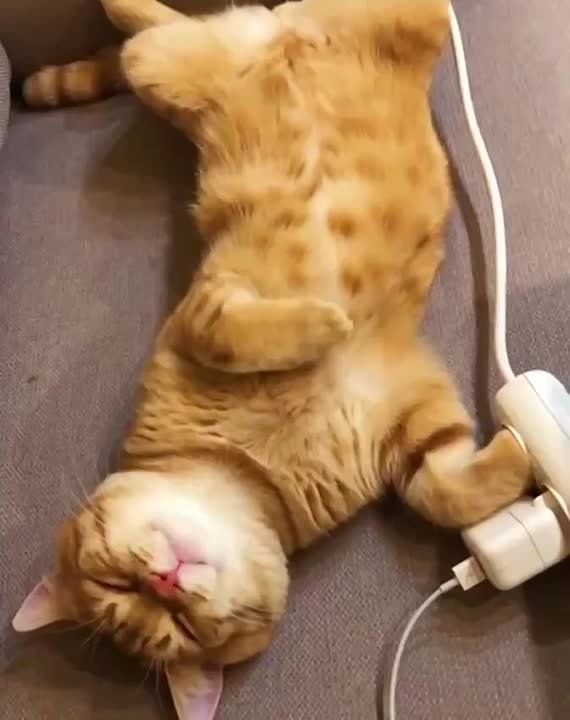���������. ������ ����, ������! ����� �����������! �������������� ��