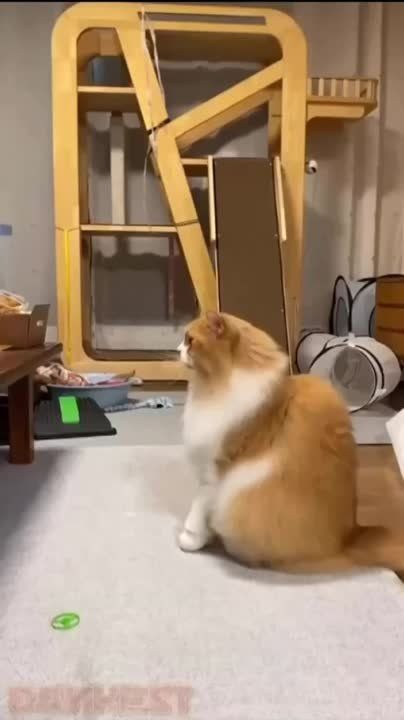 ������� ������. *�������*