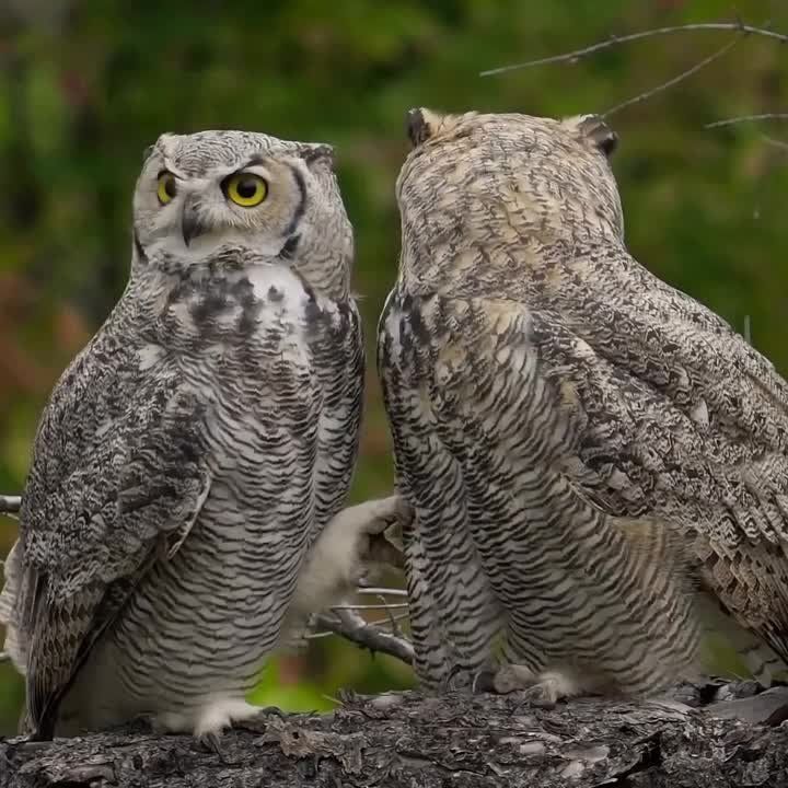 ������� ��������. �������������� ��
