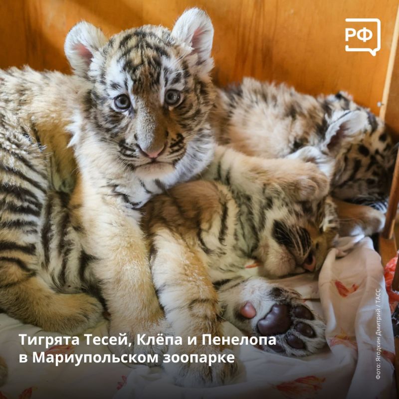 �������� �������� ���� �� ���� ���������, � � ���������� ������������� ������� ���������� �����-���������