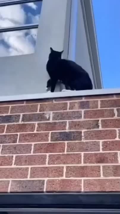 �������� �����, ������ ��������