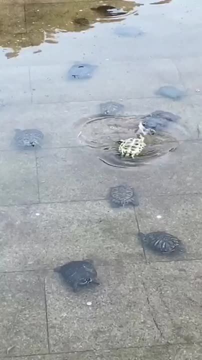 ��������� ������� ���������������� �����